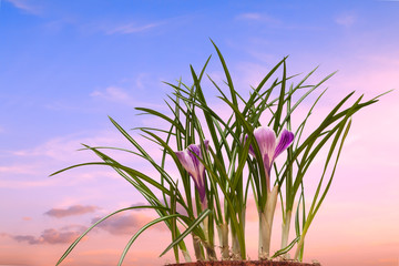 Flower pot with crocuses on the window sill spring blue pink sunrise sky background. Home hobby gardening concept