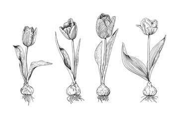 Monochrome set of tulip flowers of different varieties