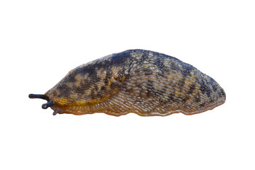 Large roadside slug, land gastropod mollusk of the order of pulmonary snails of the Limacidae family isolated on white background.