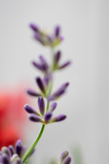 English Lavender Macro