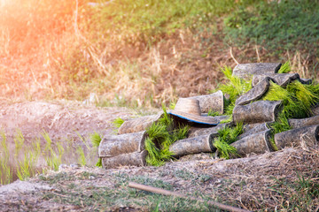 Seedlings waiting to plant rice