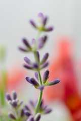 English Lavender Macro