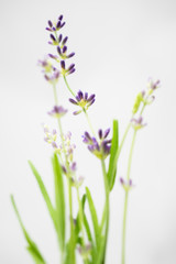 English Lavender Macro