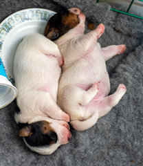 Two little puppies are sleeping on the plate. jack russell terrier