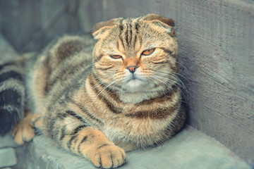 a relaxed scottish fold cat lies on the ground