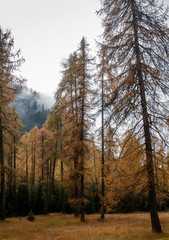 Forest in the Italian alpine mountains  during autumn