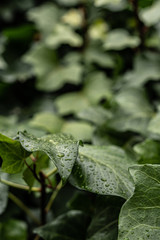 Grandes y hermosas gotas de agua transparente en una hoja de hiedra. Gotas de rocío brillan con el sol en la mañana. Hermosa textura de la hoja en la naturaleza. Fondo natural.
