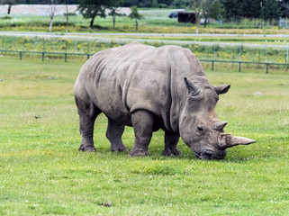 Wild Animal African Rhinoceros or Rhino  in Hamilton Safari, Ontario, Canada
