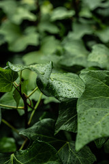 Fototapeta premium Grandes y hermosas gotas de agua transparente en una hoja de hiedra. Gotas de rocío brillan con el sol en la mañana. Hermosa textura de la hoja en la naturaleza. Fondo natural.
