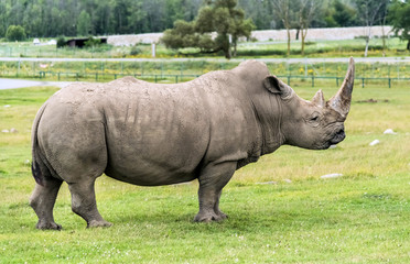 Wild Animal African Rhinoceros or Rhino in Hamilton Safari, Ontario, Canada
