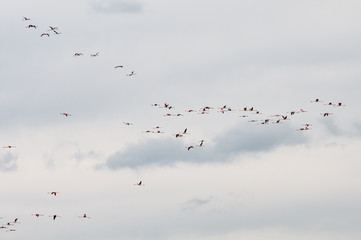 Group of flamingo exotic birds flying on the sky in a row.