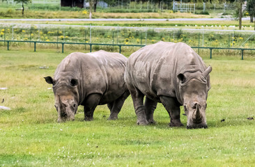 Obraz premium Wild Animal African Rhinoceros or Rhino in Hamilton Safari, Ontario, Canada