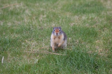 Amerikanisches Eichhörnchen