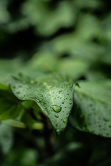 Grandes y hermosas gotas de agua transparente en una hoja de hiedra. Gotas de rocío brillan con el sol en la mañana. Hermosa textura de la hoja en la naturaleza. Fondo natural.