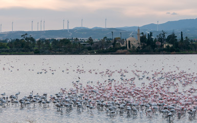 Fototapeta na wymiar Flamingo Birds resting and feeding at the salt lake.