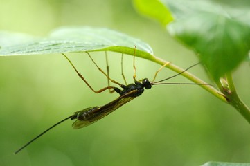 Schlupfwespe auf Blatt