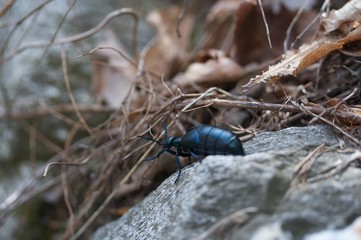 Käfer auf Exkursion