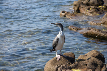 Kormoran