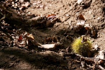 Herbst