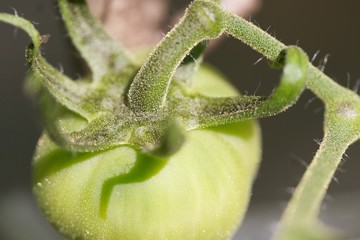 Fototapeta na wymiar Grüne Tomate in der Nahaufnahme