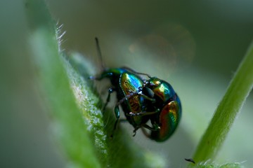 Käfer bei der Paarung
