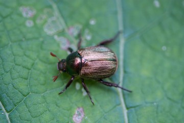 Käfer auf Blatt
