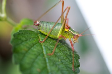 Grashüpfer auf Blatt