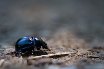 Mistkäfer auf Wanderschaft