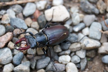 Hirschkäfer Weibchen