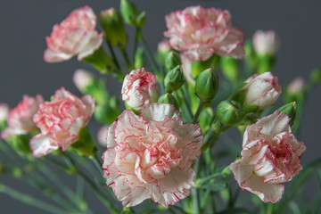 Pink carnations bouquet background