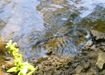 Photo of a beautiful dice snake resting its head on the rock next to the river bank