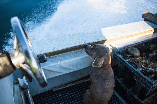 Boat dog joinig for shellfishing on Narragansett Bay