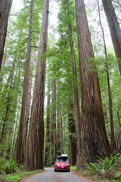 Driving Through the Redwoods in a Small Red Car