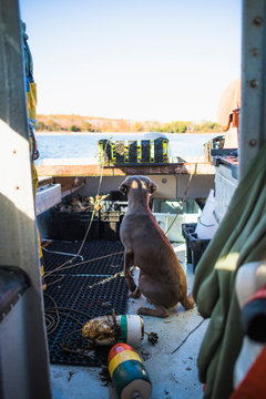 Boat dog joinig for Aquaculture shellfishing on Narragansett Bay