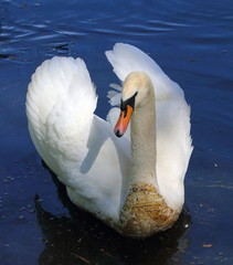 bird,schwan,see,wasser,park,teich,eleganz