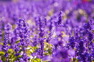 Row of lavender