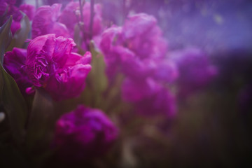Violet tulips in the garden, blurred background, beautiful floral wallpaper.