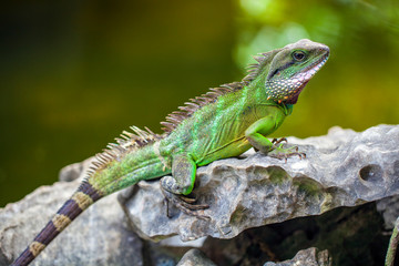 Green Iguana (Iguana Iguana) sitting on on a tree branch in natural habitat, close-up