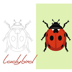 ladybird vector illustration  flat style, lining draw