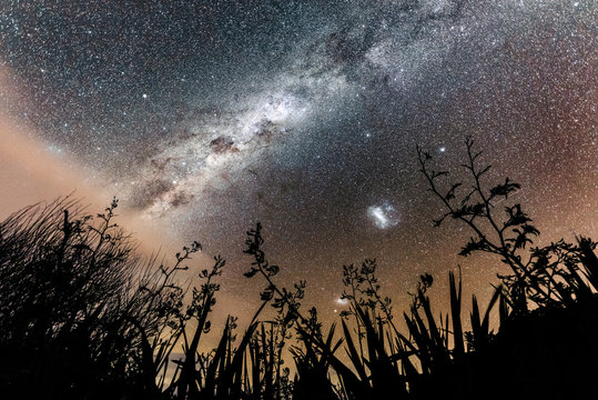 Silhouette of flax with Milky Way and Magellanic cloud