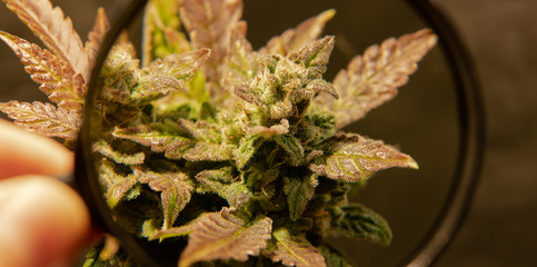 Fresh marijuana harvest for recreational and medical purposes.
C