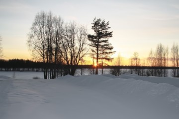 Russia.Karelia. Trees stand in the evening sun.January.2020.