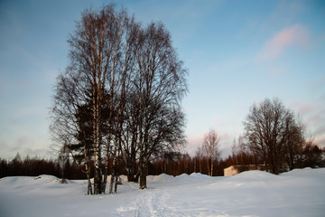 Russia.Karelia. There are birches on a Sunny winter day. January.2020.