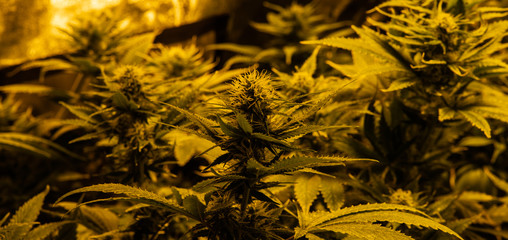 Professional Growing cannabis in America. Strongest marijuana st