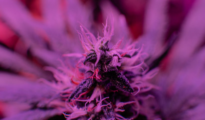 Best Cannabis Strains for Cancer-Related Symptoms