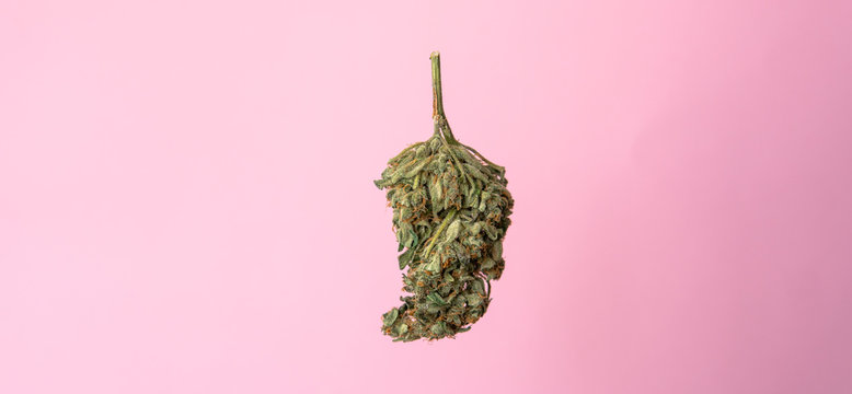 isolated marijuana bud on a pink background.medical marijuana co