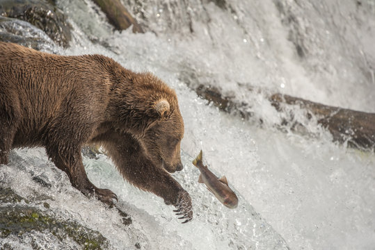 Brown Bear Attempts to Catch Salmon and Shows Claws at Waterfall