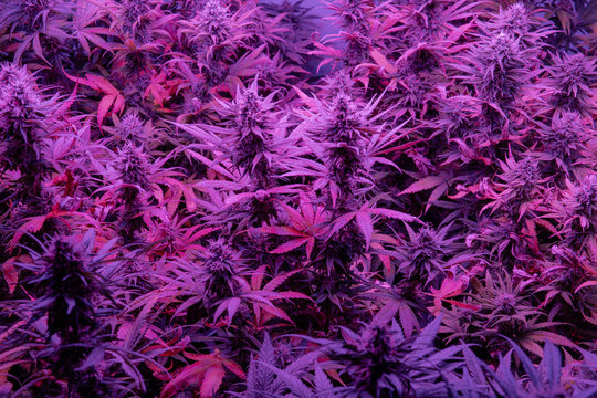 medical marijuana strains with high level THC CBD elements. Clos