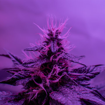 Closeup dried flowering tops of female cannabis plants. ?- Caryo