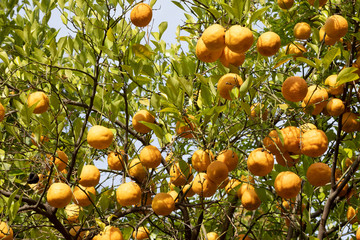Detail of Majorelle Gardens in Marrakech
